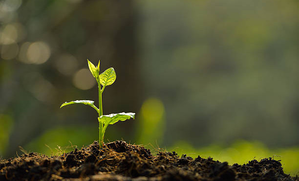 Россельхознадзор проконтролировал ввоз 16 тысяч турецких саженцев в ЧР