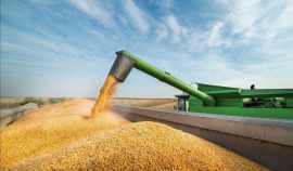 Более 6 тыс. тонн зерна отгружено из Чеченской Республики под контролем Россельхознадзора