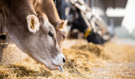 На границе Чеченской Республики предотвращен незаконный ввод тысяч голов скота