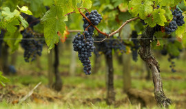 Более 8 тыс. га виноградников проверят в Чеченской Республике в ходе инвентаризации