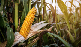 Специалисты проверили 200 га кукурузы и подсолнечника в Ачхой-Мартановском районе