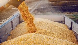 23 тысячи тонн зерна в ЧР декларировали по фальшивым документам