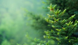 Главная новогодняя ель России получит вторую жизнь