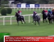 Жеребец Рамзана Кадырова одержал победу на престижных скачках в Праге
