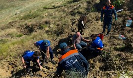 В Грозном сотрудники МЧС спасли увязшую в грязи лошадь| грозный, чгтрк