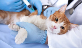 Россельхознадзор представил вакцину для защиты домашних животных от птичьего гриппа