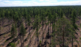 В ЧР до конца в 2022 года проведут лесовосстановительные мероприятия площади 674 гектаров