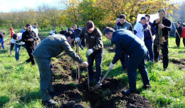 В Грозненском лесничестве высадили 6 тысяч саженцев ясеня и клена