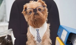 В каждой одиннадцатой компании Грозного работают служебные животные