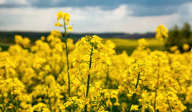 Партия семян рапса из Чеченской Республики допущена к экспорту в Беларусь