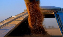 Из Чеченской Республики экспортировали более 2 тысяч тонн сельхозпродукции