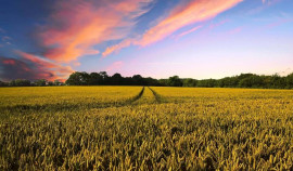 В Чеченской Республике обнаружено неиспользование 922 га сельхозугодий