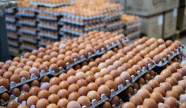Нарушения ветеринарных правил обнаружены на производстве яиц в Грозненском Агрохолдинге