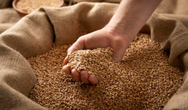 Россельхознадзор выявил недостоверное декларирование партии пшеницы на 5 тыс. тонн