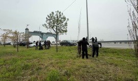 С начала 2026 года в Грозном высажено более 3000 саженцев деревьев