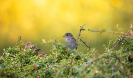 Волонтеры из Чеченской Республики примут участие во Всероссийской переписи воробьев