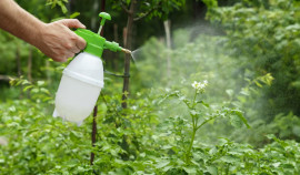 Российские производители пестицидов смогут выводить препараты на зарубежные рынки быстрее