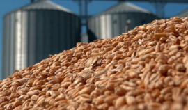 В Чеченской Республике признаны недействительными 5 деклараций на 29 тысяч тонн зерновой продукции