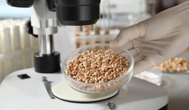 Россельхознадзор аннулировал декларацию на 3 тыс. тонн пшеницы в ЧР