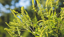 Россельхознадзор предупредил жителей Чеченской Республики о начале опасного сезона цветения амброзии