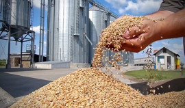 Кавказское управление Россельхознадзора пресекло факт недостоверного декларирования зерна