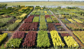 Россельхознадзор выдал разрешение на ввоз более 4 тысяч саженцев декоративных растений в ЧР