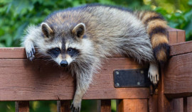 Россельхознадзор: Лицензирование деятельности зоопарков и цирков стало доступнее