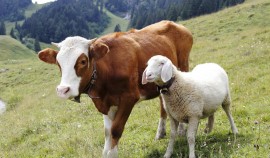 По данным Чеченстата в ЧР зарегистрировано и работают 3659 фермерских хозяйств