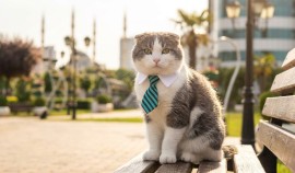 Росстандарт: в России действуют не менее 30 ГОСТов на продукцию для животных