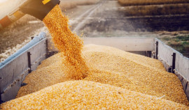 Россельхознадзор проверил отгрузку 300 тонн пшеницы из Чеченской Республики в Ростовскую область