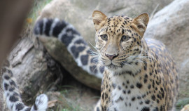 Российские ученые разработали ИИ-ассистента для помощи в сохранении дальневосточного леопарда