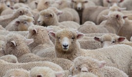 Россельхознадзор: Ответственность за здоровье сельскохозяйственных животных несут их владельцы| грозный, чгтрк