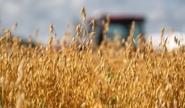 В 2025 году в ЧР пресечено 65 фактов недостоверного декларирования зерновой продукции