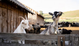 Россельхознадзор предотвратил незаконный ввоз более 300 голов сельхозживотных в ЧР
