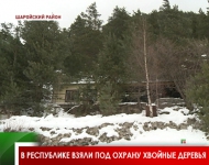 В республике взяли под охрану хвойные деревья