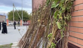 Более 500 семей в Шелковском районе получили саженцы деревьев