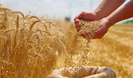 Выявлены нарушения в декларировании безопасности зерна ООО «АРС-РЕАЛ»