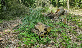 Шарпуди Абдулазизов: Рациональное природопользование – основа устойчивого развития ЧР