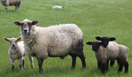 Россельхознадзор пресек массовую попытку незаконного ввоза скота в Чеченскую Республику