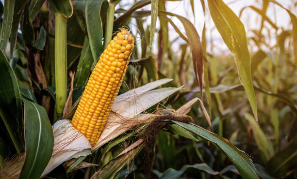 Специалисты проверили 200 га кукурузы и подсолнечника в Ачхой-Мартановском районе