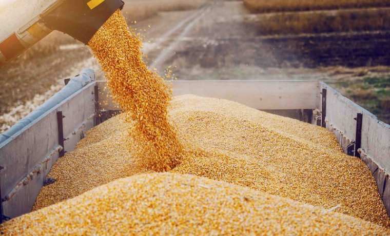 23 тысячи тонн зерна в ЧР декларировали по фальшивым документам