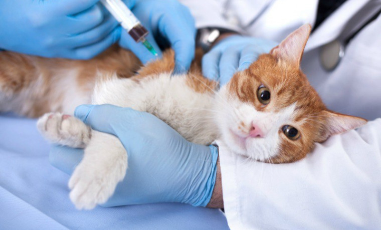 Россельхознадзор представил вакцину для защиты домашних животных от птичьего гриппа