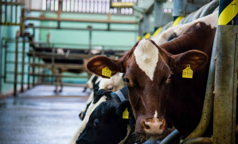 Россельхознадзор пресек незаконный ввоз сельскохозяйственных животных в ЧР