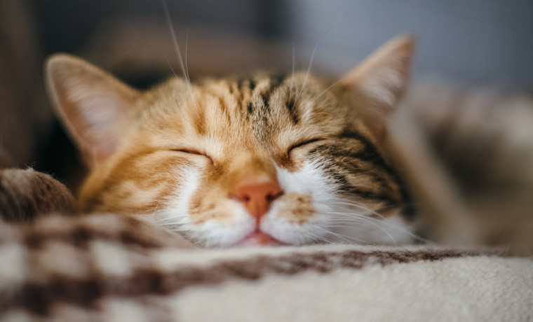 Кавказское управление Россельхознадзора оформило 4 ветеринарных сертификата на животных-компаньонов