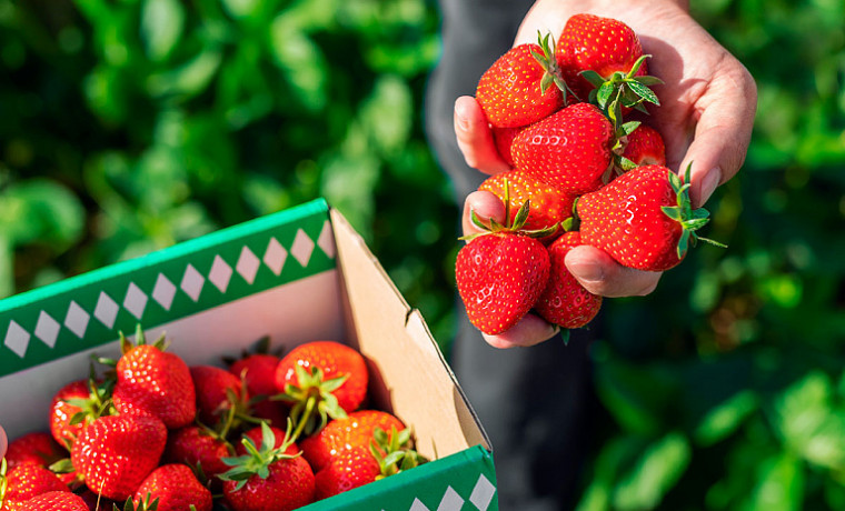 В ЧР выявили опасную партию импортной клубники с превышением содержания пестицидов