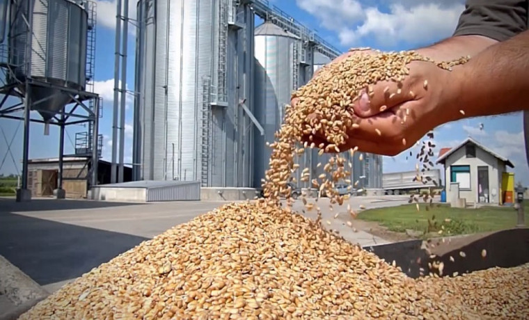 Кавказское управление Россельхознадзора пресекло факт недостоверного декларирования зерна