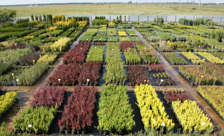 Россельхознадзор выдал разрешение на ввоз более 4 тысяч саженцев декоративных растений в ЧР