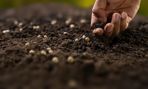 Россельхознадзор выявил 20 нарушений при посеве семян в Чеченской Республике