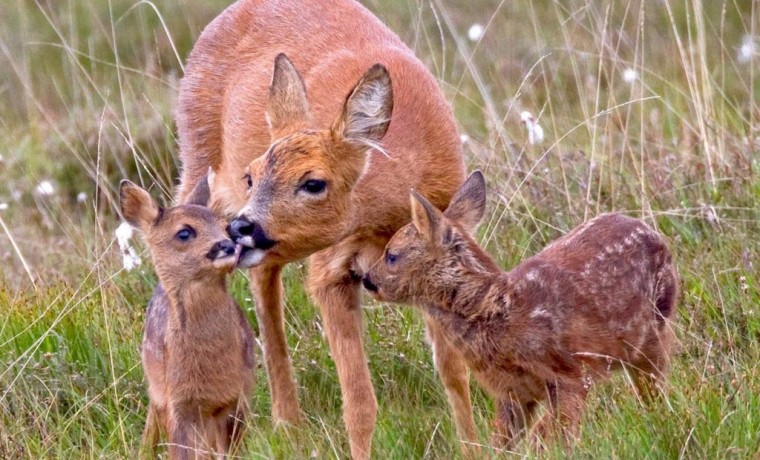 В Аллероевском лесничестве зафиксировали рост популяции косуль
