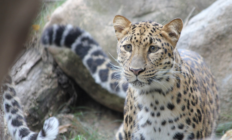 Российские ученые разработали ИИ-ассистента для помощи в сохранении дальневосточного леопарда